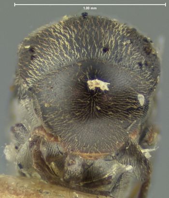 Media type: image;   Entomology 4825 Aspect: head frontal view